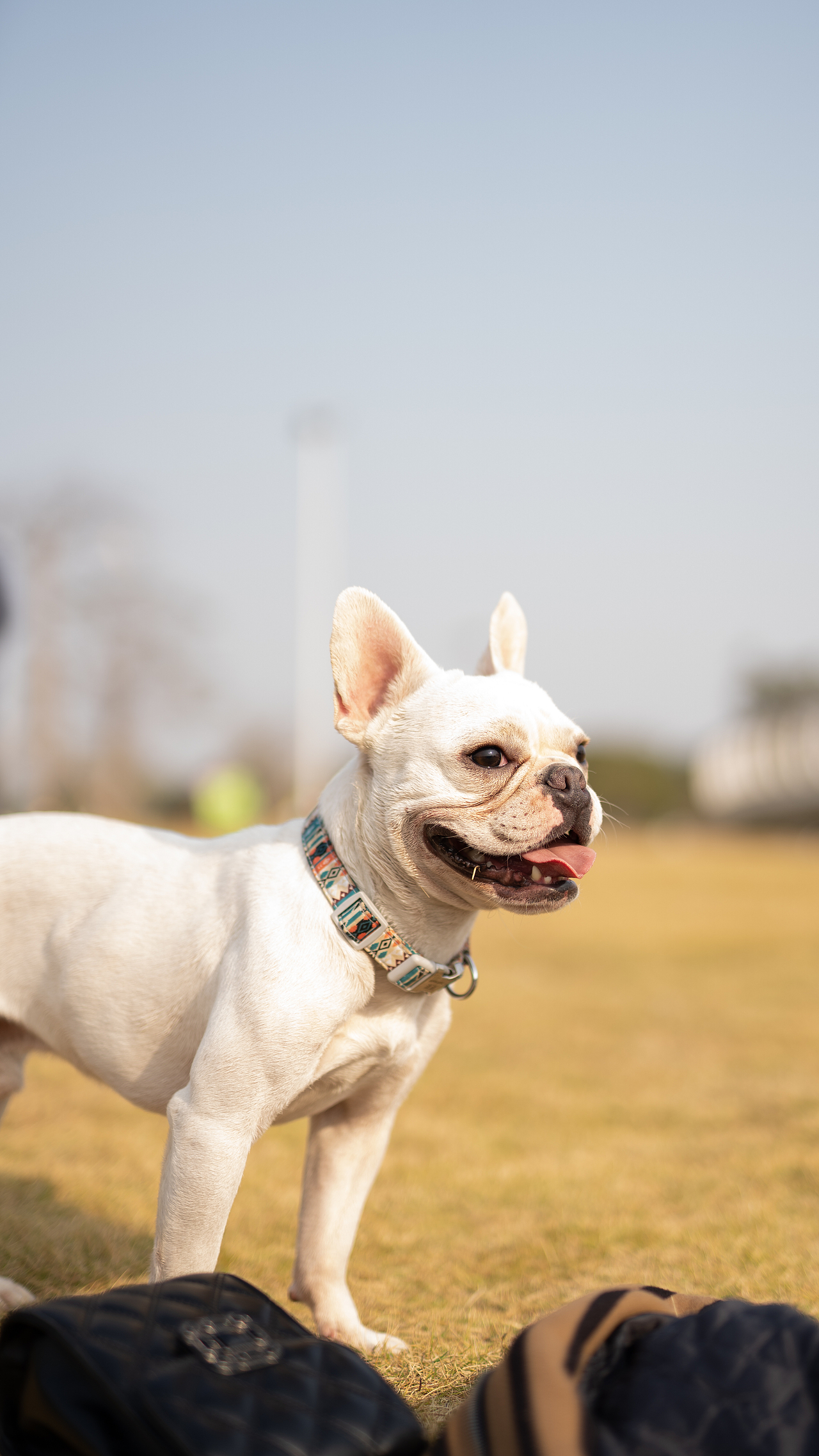 法斗 大憨憨的傻笑