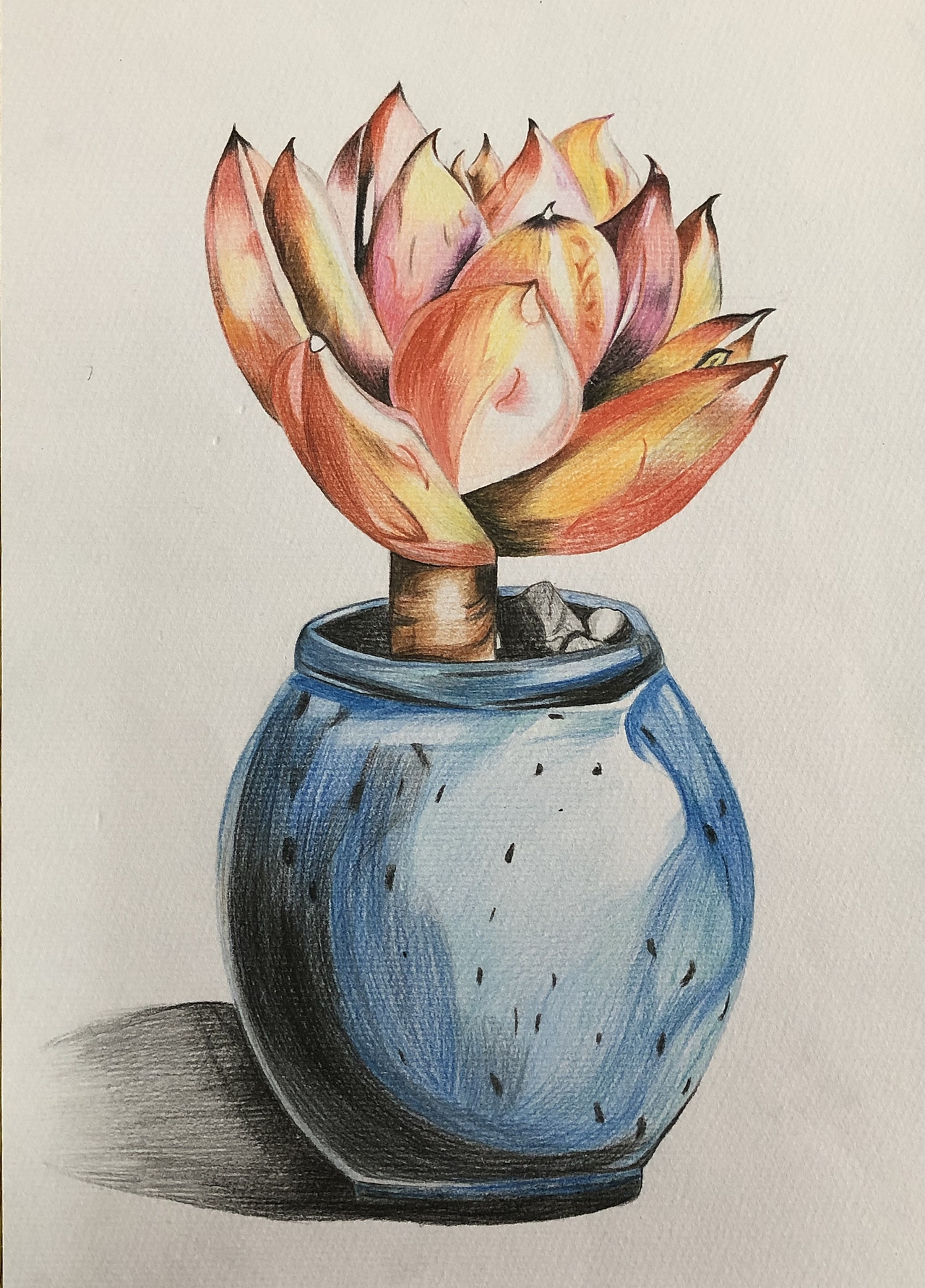 纯彩铅多肉植物～|插画|艺术插画|彩绘人生121511_临摹作品-站酷zcool