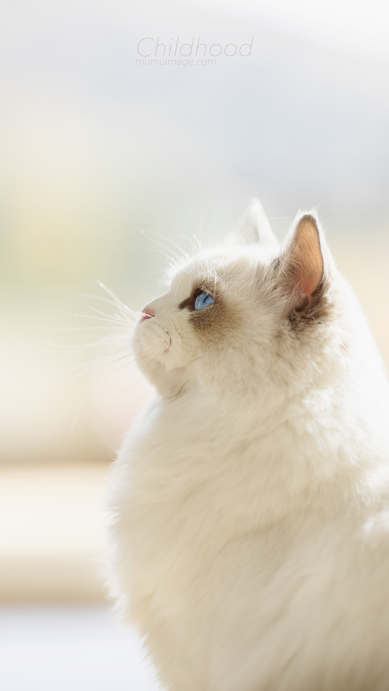 穆牧摄影-宠物摄影(2020总结1)