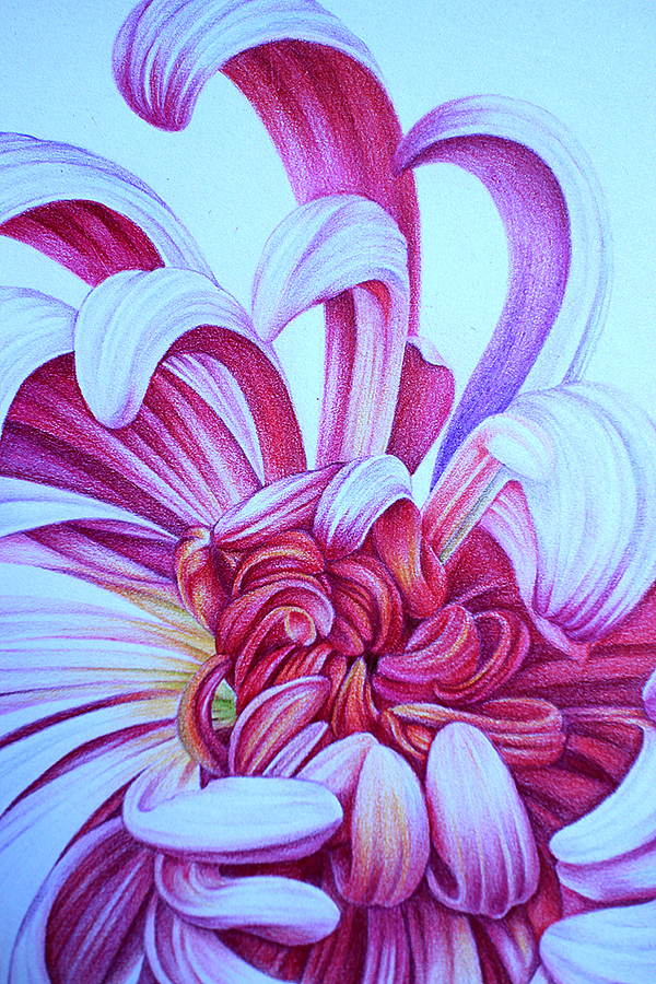 彩铅画花02|纯艺术|绘画|开开心心直到永远_原创作品-站酷zcool