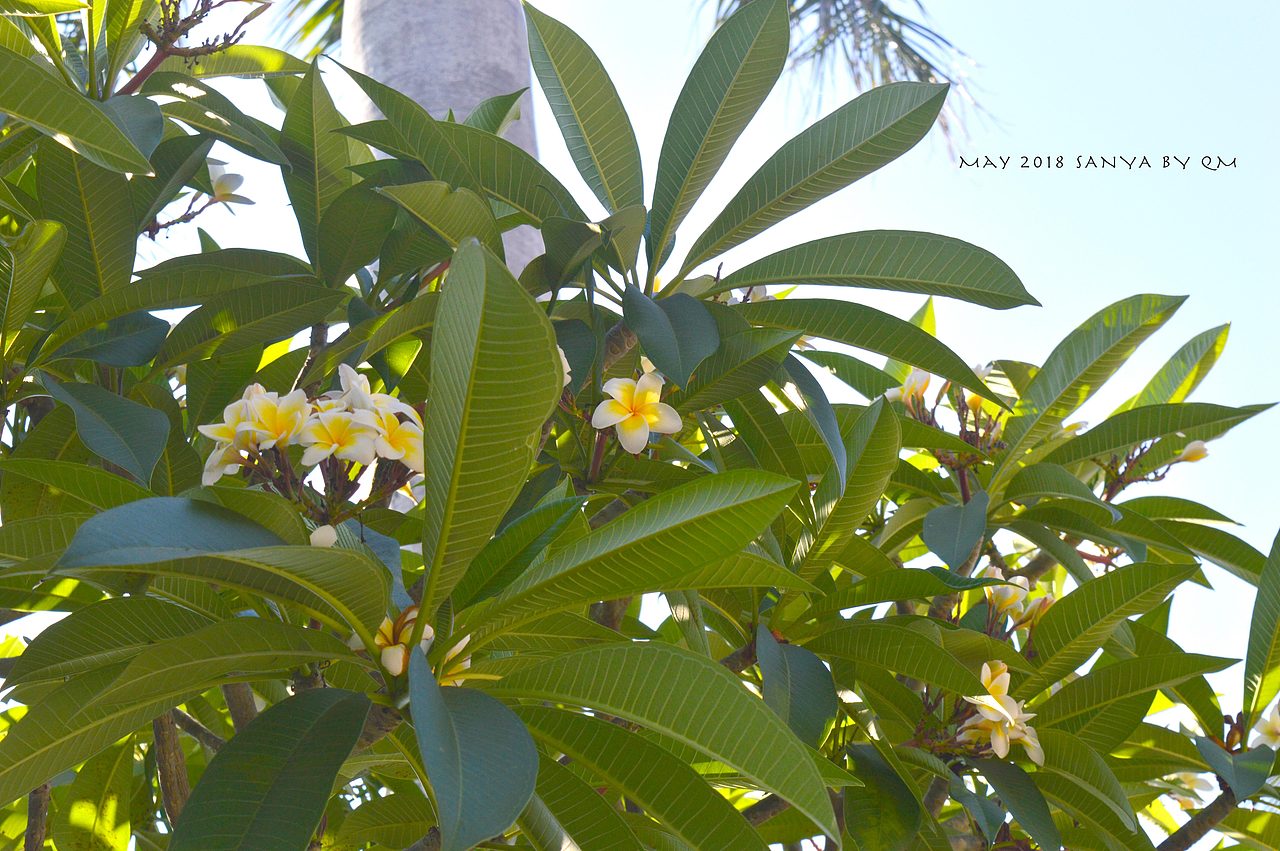 May&SanYa（01）（图ZMTM3MTY2MjI4） - 风光摄影 - 站酷设计师pugoyn原创素材 - 站酷ZCOOL