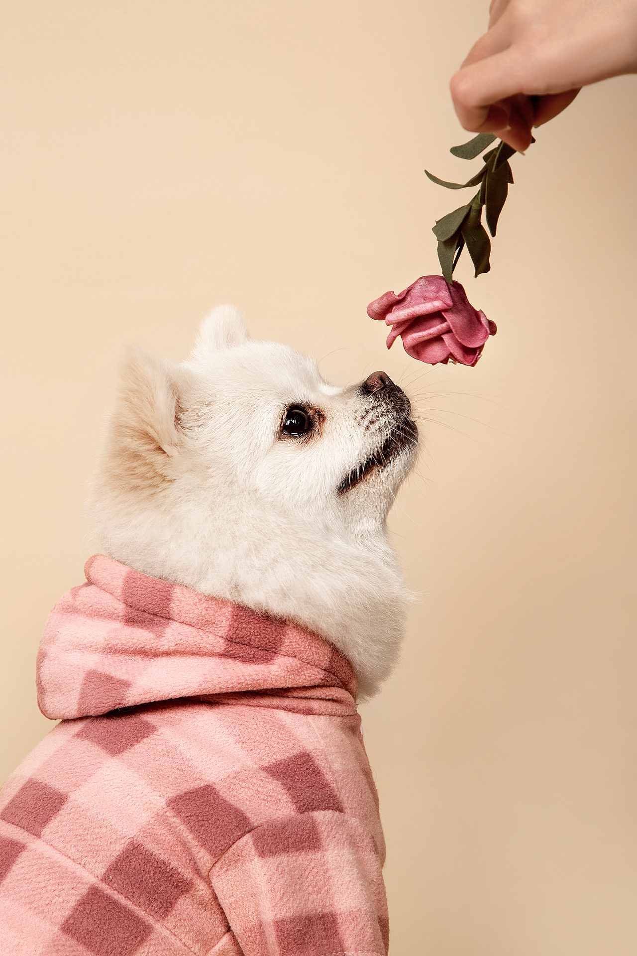 【動物照相館】合集