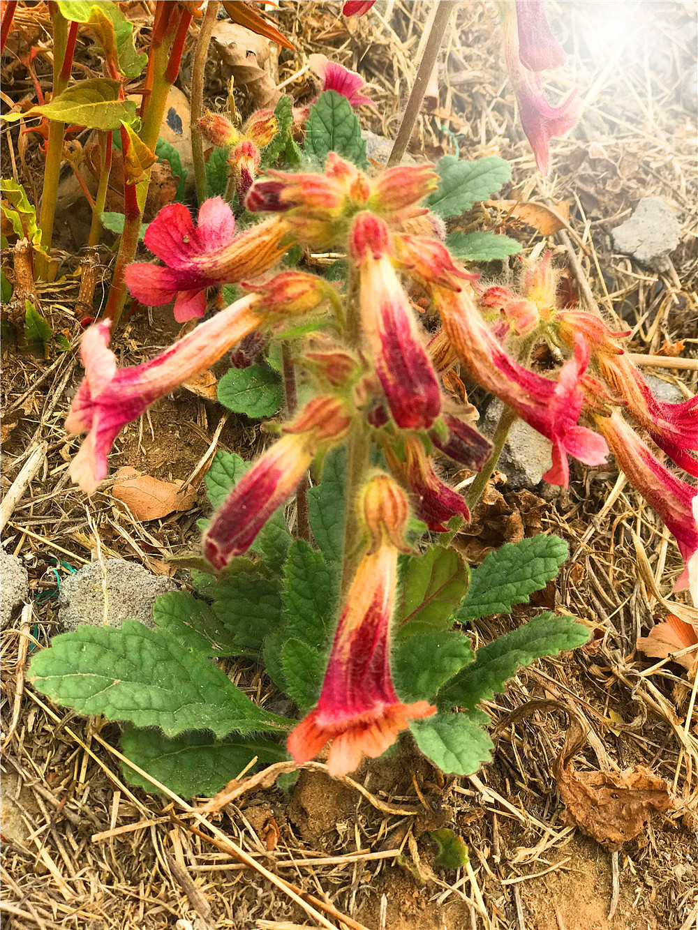 刘勇良手机纪实摄影:盛开的地黄花