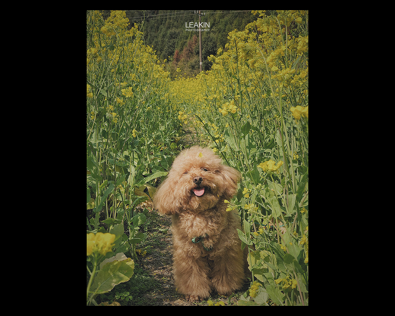 春迟迟-手机摄影（图ZMTk5MjU0MDA4） - 人文/纪实摄影 - 站酷设计师LEAKIN原创素材 - 站酷ZCOOL