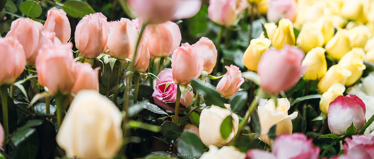 2023年广州北京路西湖花市（图ZMzI4MjI3NjQw） - 人文/纪实摄影 - 站酷设计师Shining丶葵原创素材 - 站酷ZCOOL