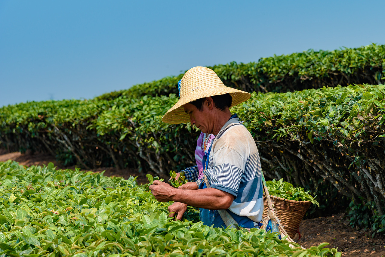 2019云南西双版纳茶之旅