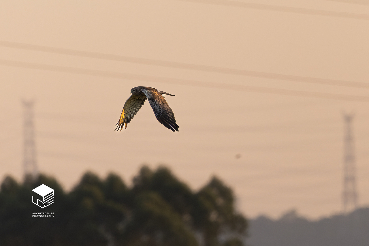 城市自然生态|鸟类(多图)