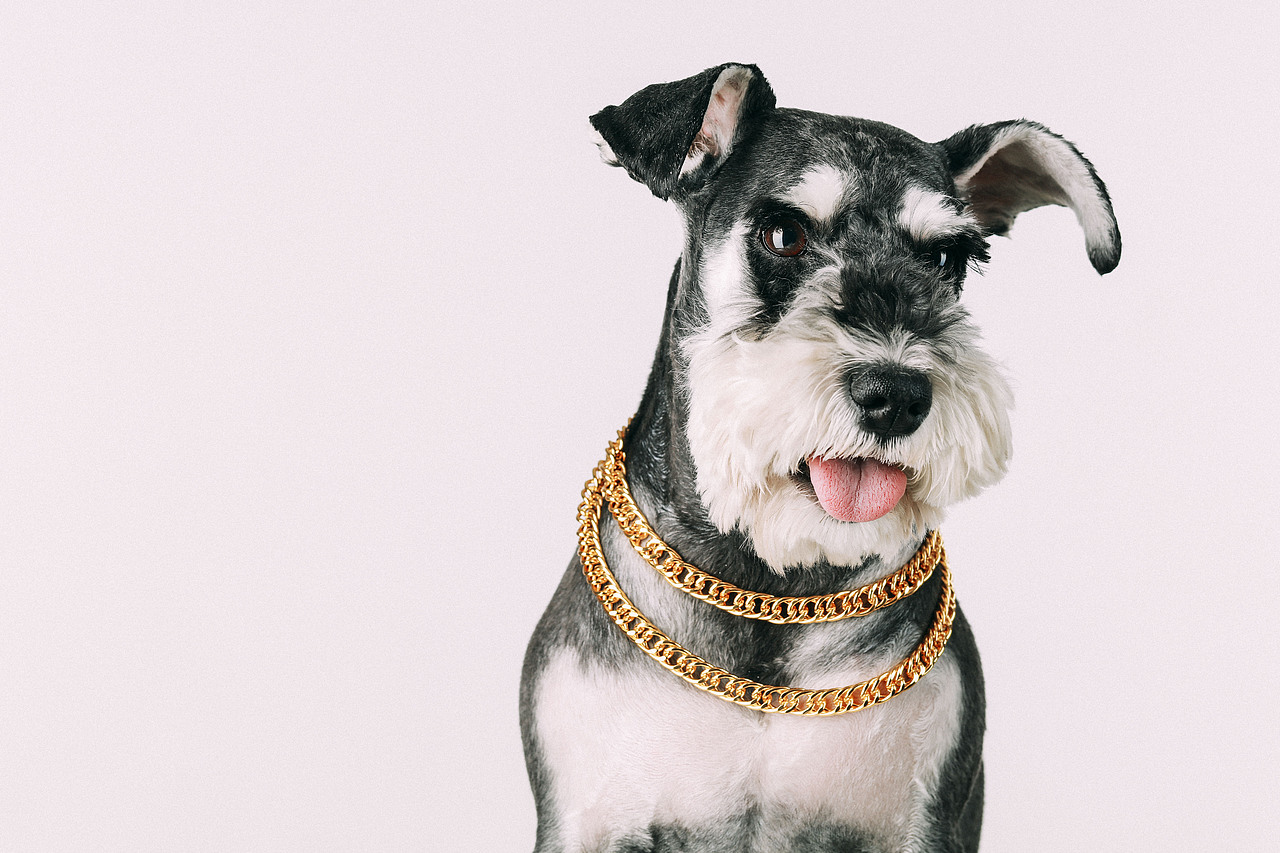 一只又叫糖豆的火鍋（圖ZMTE0MTM4NzMy） - 寵物攝影 - 站酷設計師李屹倬原創(chuàng)素材 - 站酷ZCOOL