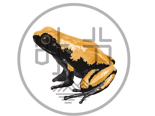 纵纹亮彩箭毒蛙