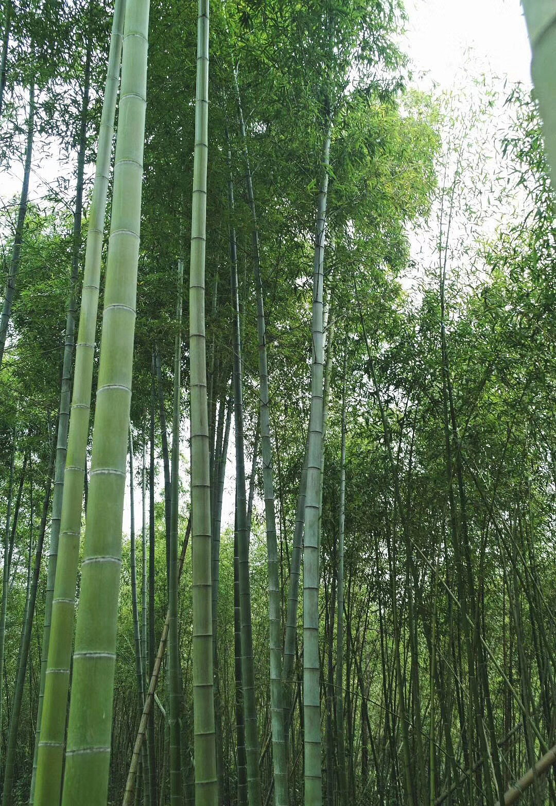 《柒竹 JULY BAMBOO》民宿品牌连锁设计（图ZMTc2MjU4ODgw） - Logo - 站酷设计师大虎Tiger原创素材 - 站酷ZCOOL