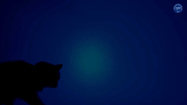 三两枝创意工厂万圣节出品~南瓜挞go die