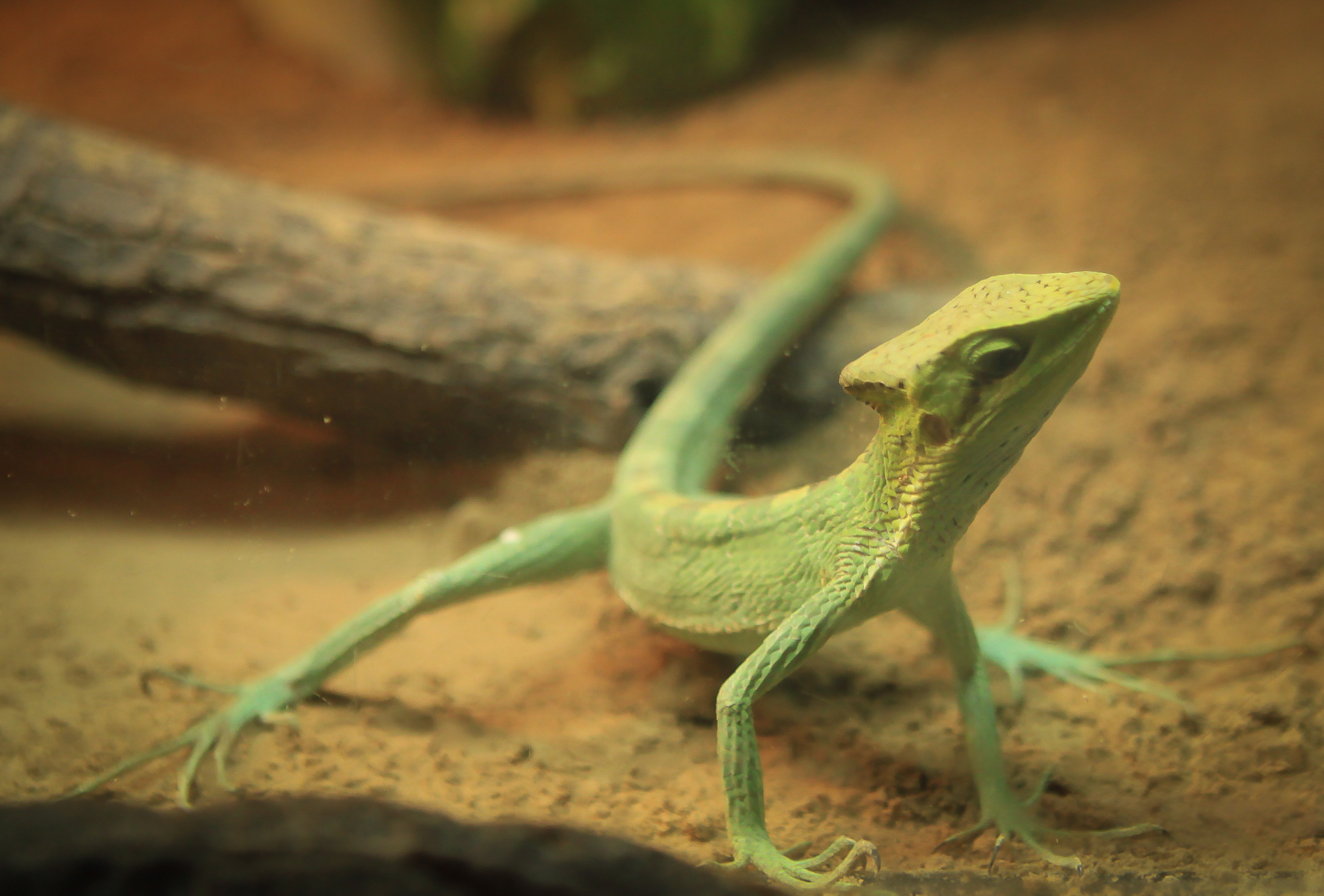 爬行动物|摄影|宠物摄影|摄影设计老师王林 - 原创作品 - 站酷 (zcool