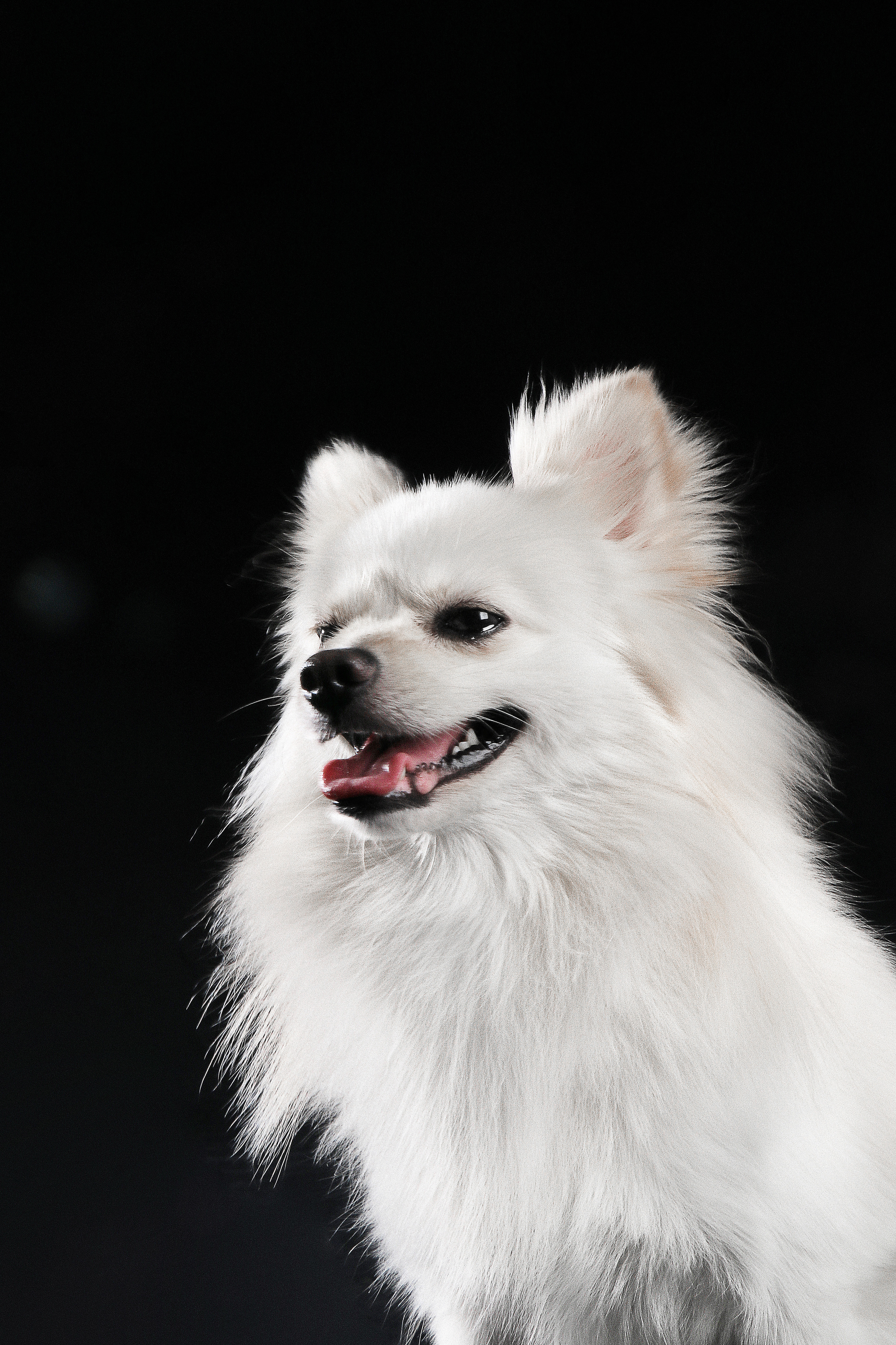 银狐犬造型最美图片图片