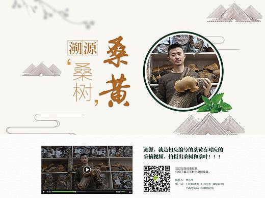 桑黄药材