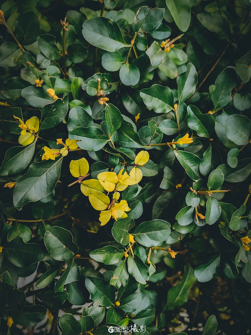 随春（手机摄影）（图ZMzM0NDE2MTgw） - 风光摄影 - 站酷设计师图龙摄影原创素材 - 站酷ZCOOL