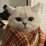 cacaca宝的头像