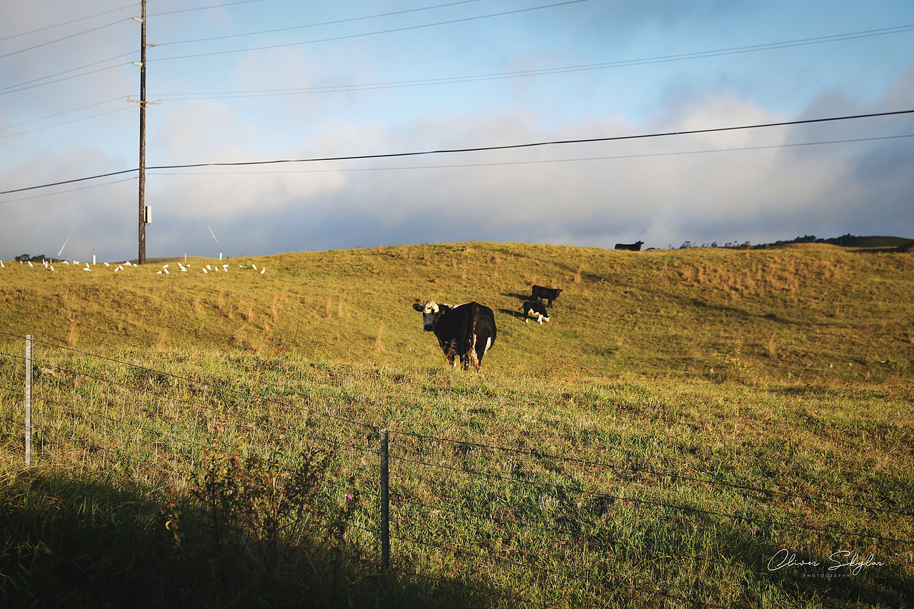 【小风景】夏威夷之海