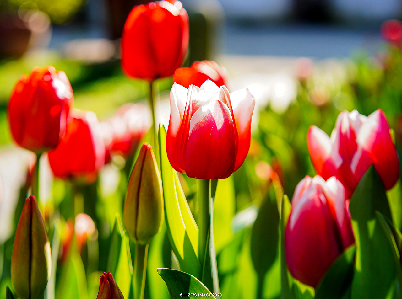 春意盎然（图ZMjAxMDEzMzUy） - 风光摄影 - 站酷设计师下乡种田帅小伙原创素材 - 站酷ZCOOL