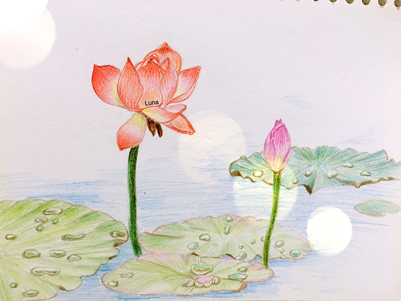 红莲花彩铅手绘练习
