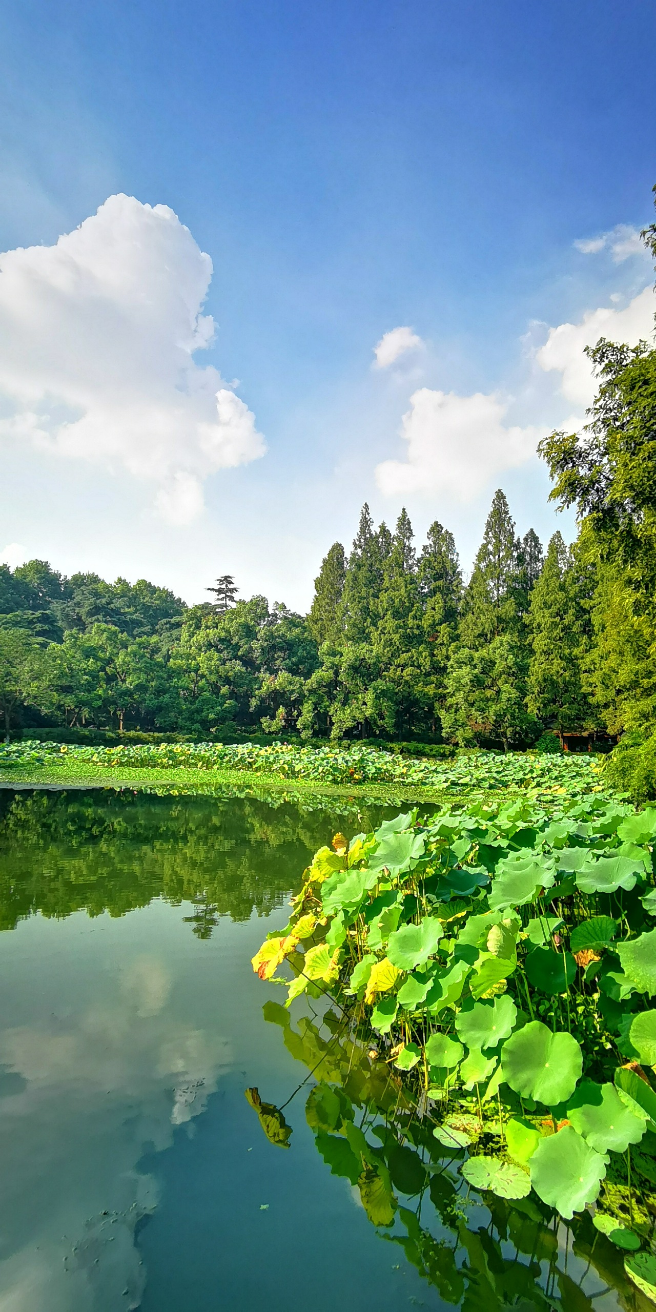 西湖风光 手机摄影|摄影|风光摄影|筑梦君 - 原创作品 - 站酷 (zcool)