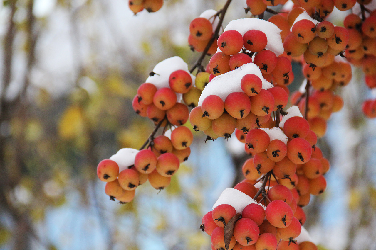 《 雪中海棠 》