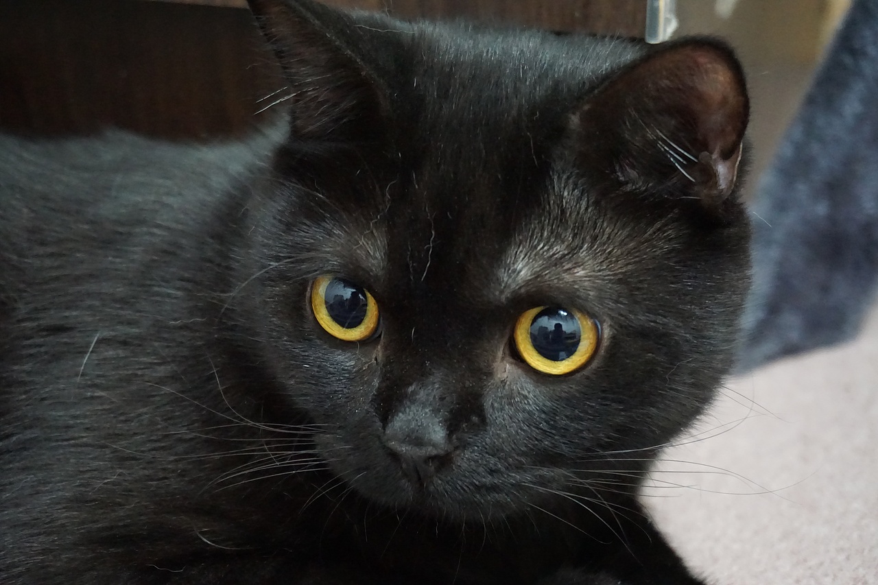 猫 蓝猫 黑猫（图ZMTcyNjQ1Mzky） - 宠物摄影 - 站酷设计师Kalok_HUANG原创素材 - 站酷ZCOOL