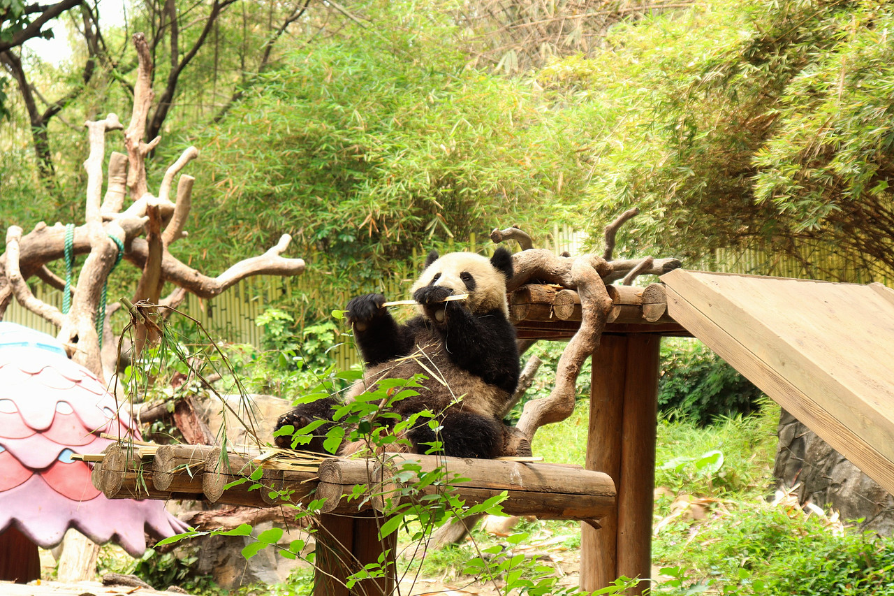 动物拍摄-广州长隆（图ZMjUxNjI3MjQ0） - 风光摄影 - 站酷设计师D邓婕原创素材 - 站酷ZCOOL