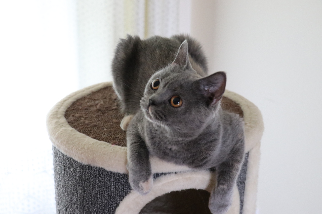 沐米猫舍 种猫MM-英短蓝乳色-阿萝-英国短毛猫