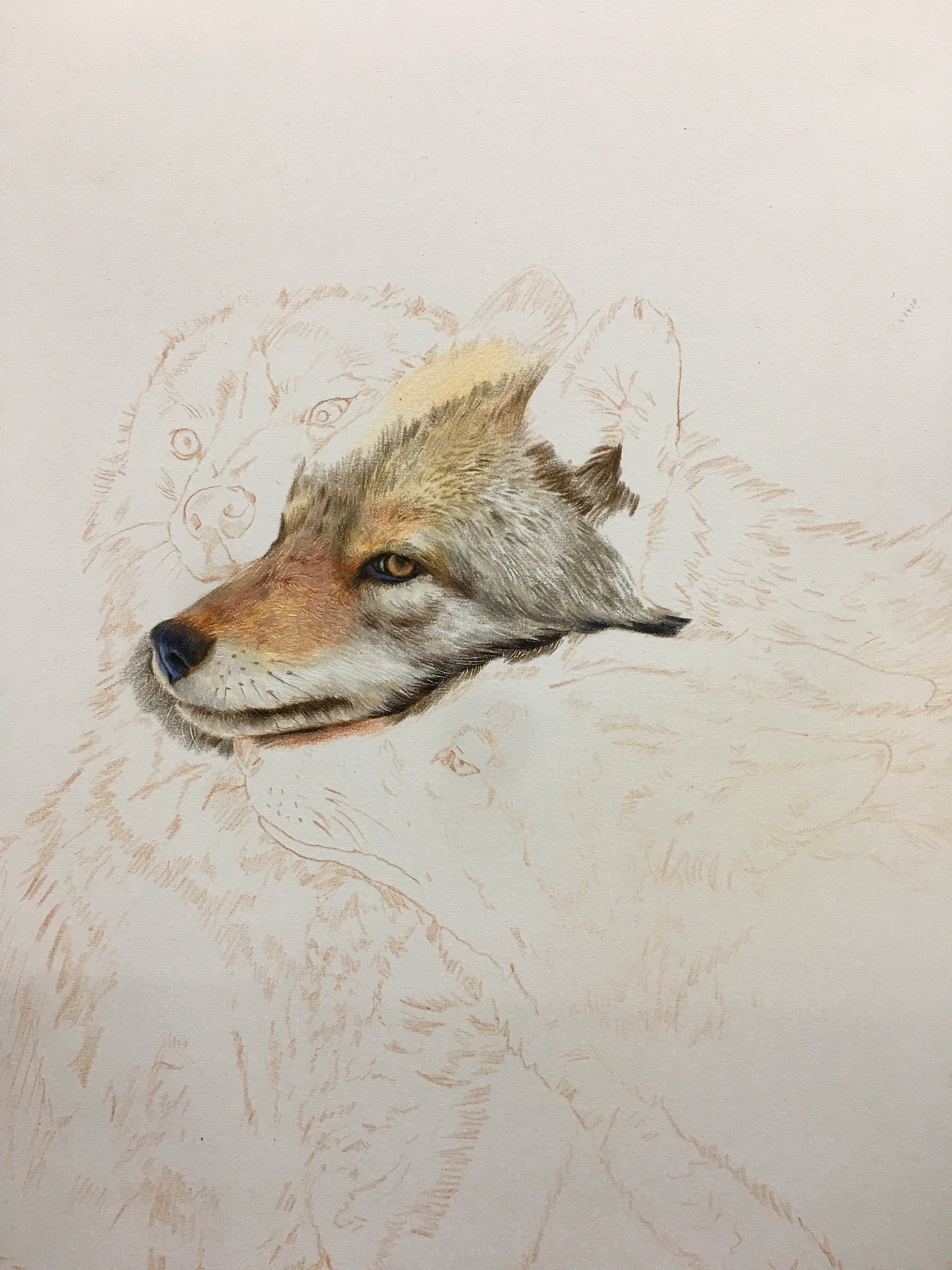 狼|纯艺术|彩铅|木华彩铅 - 原创作品 - 站酷 (zcool)