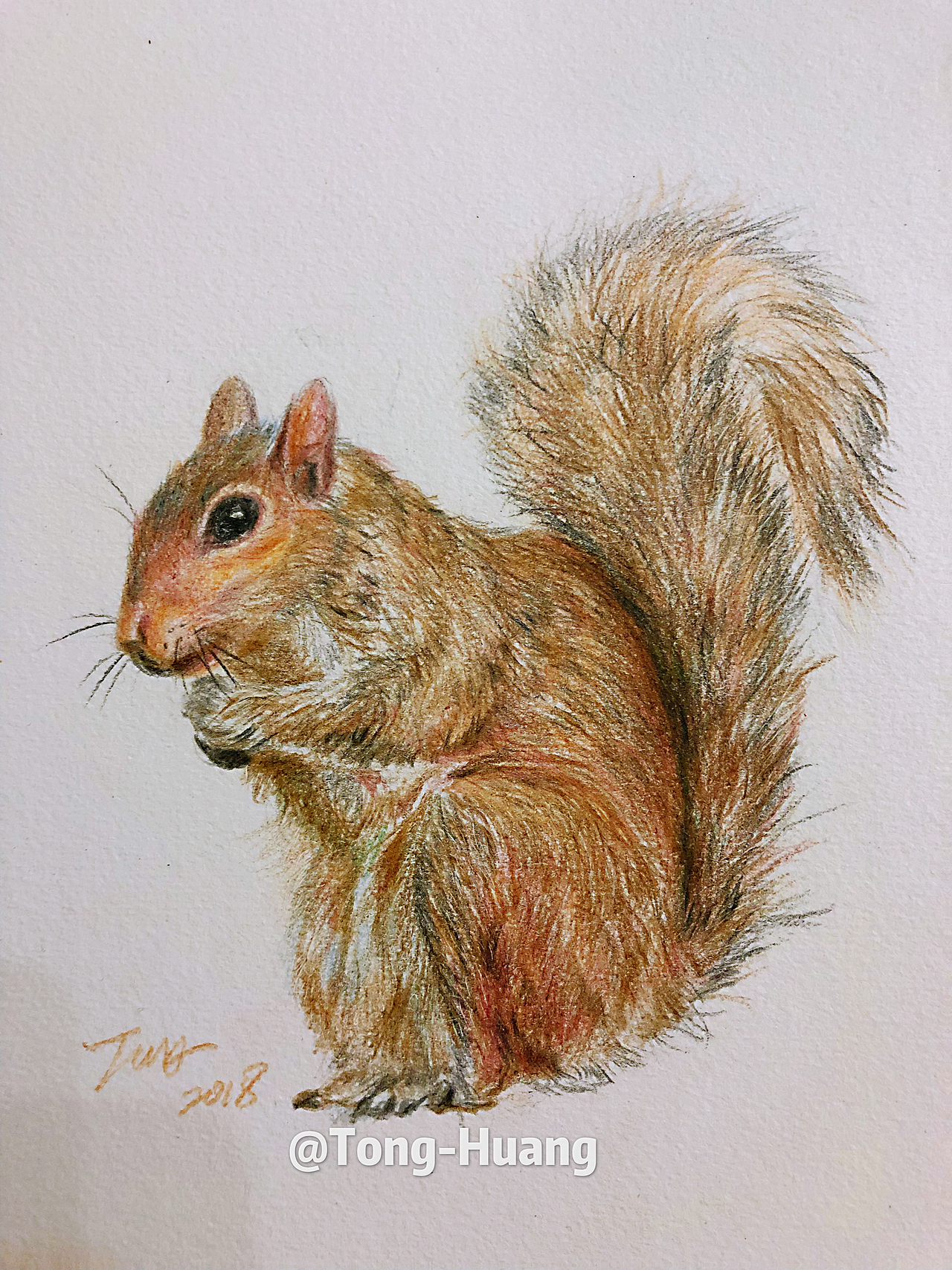 彩铅动物。松鼠 鸟类