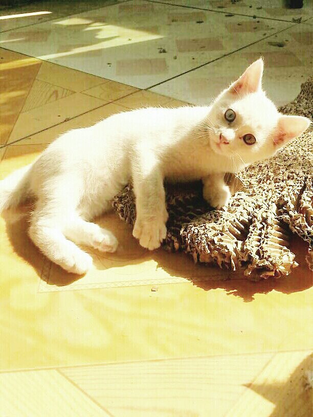 辛勤的猫奴一枚（图ZMjYxMDQxNjg=） - 其他 - 站酷设计师夏尛寞滴原创素材 - 站酷ZCOOL