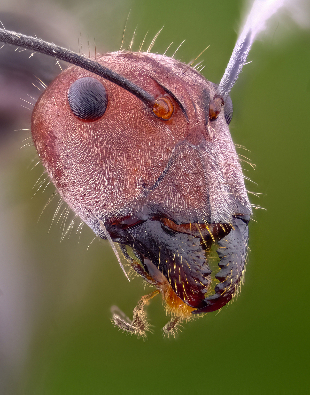 小蚂蚁---大特写_瓜哥微距摄影-站酷zcool