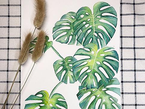 绿油油的龟背叶-水彩画