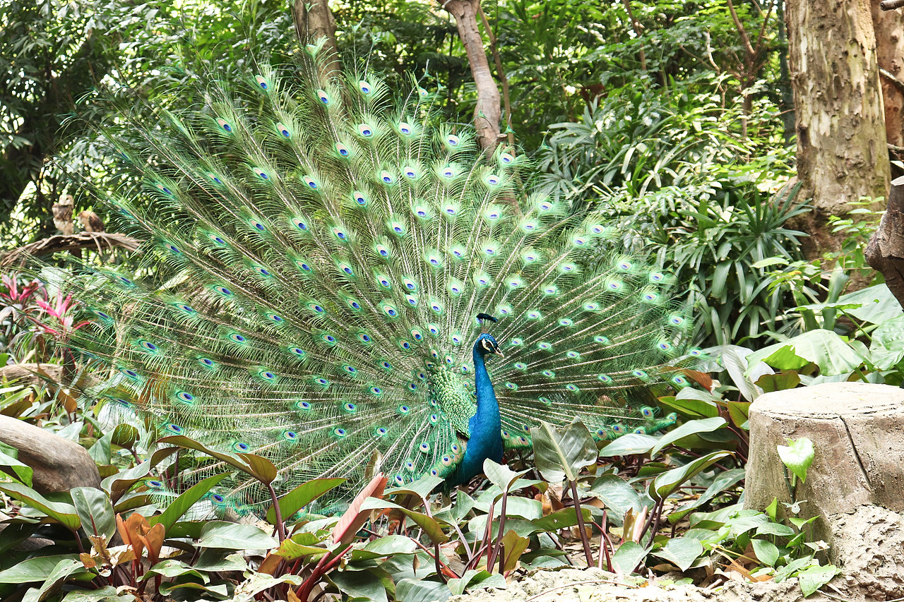 动物拍摄-广州长隆（图ZMjUxNjI3MTY0） - 风光摄影 - 站酷设计师D邓婕原创素材 - 站酷ZCOOL