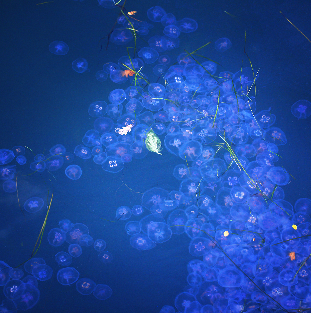 如梦境般的水母。（图ZMTI4NDA5OTY=） - 风光摄影 - 站酷设计师文静林林原创素材 - 站酷ZCOOL