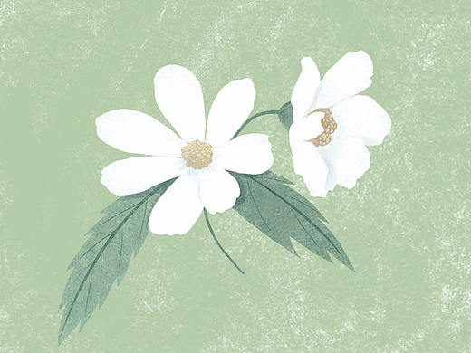 小花花～～～