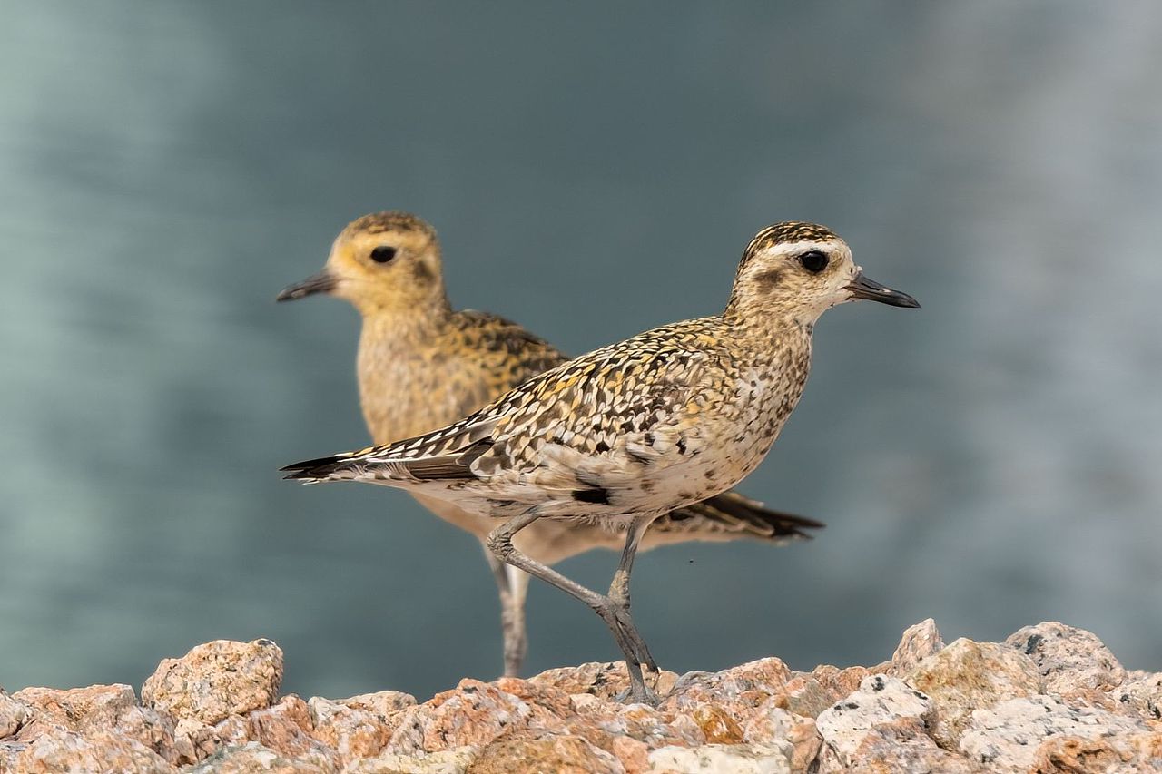 感悟自然·年度观鸟精华