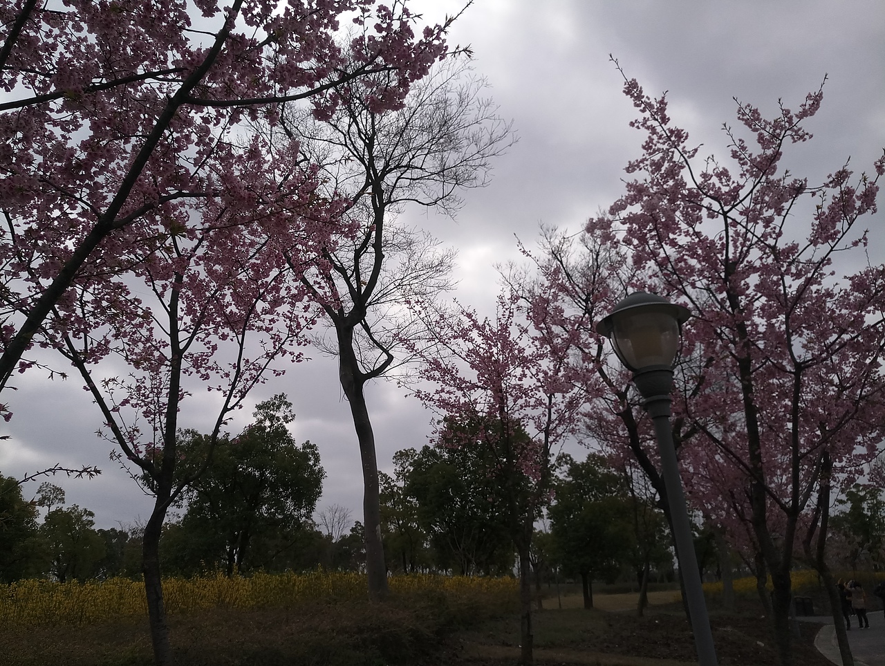 春之密影（图ZMTA4MjU4Mzcy） - 产品摄影 - 站酷设计师珍丫头原创素材 - 站酷ZCOOL