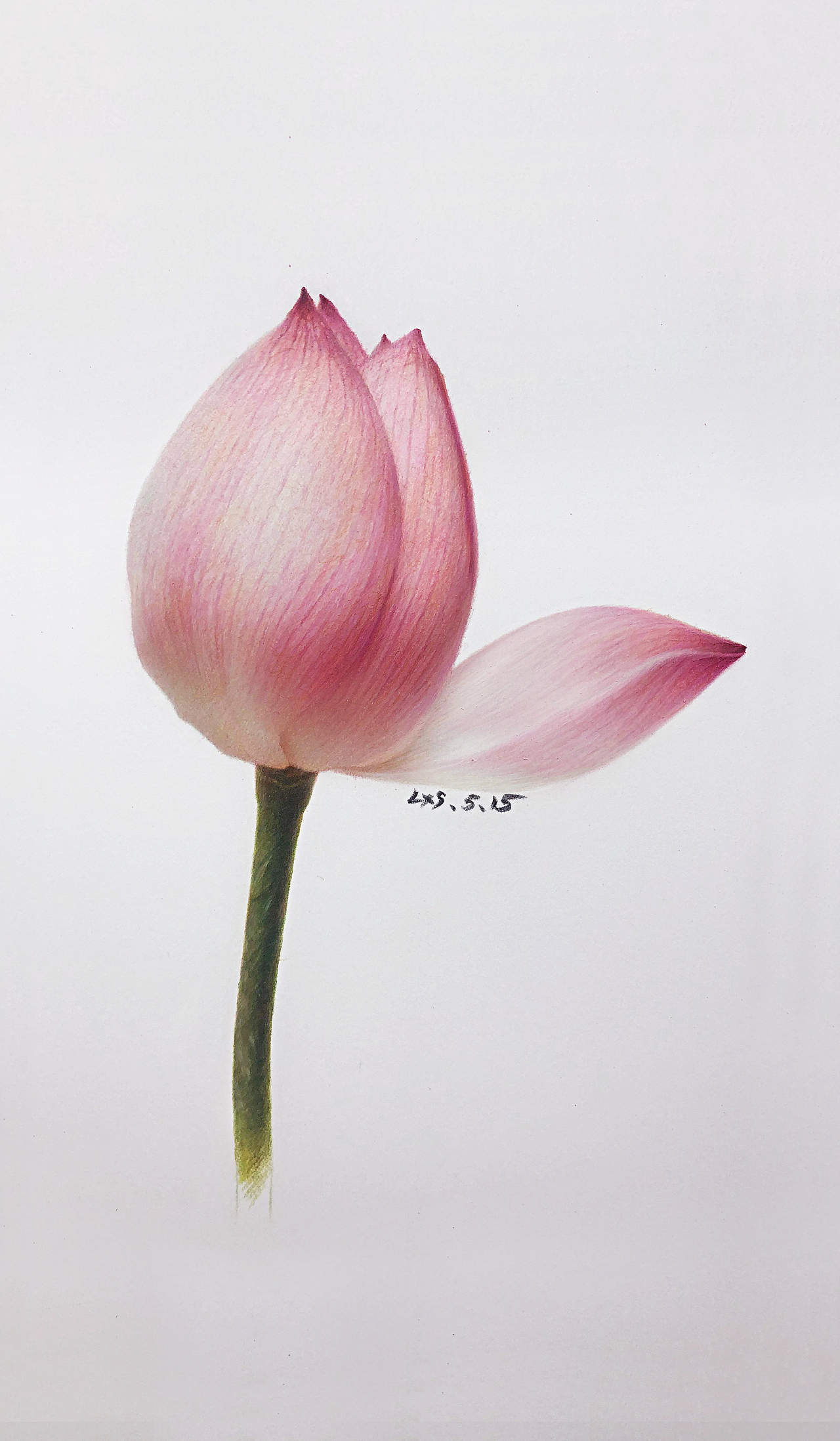 —彩铅植物莲花（图ZMjExNDYwNzY4） - 绘画 - 站酷设计师李小蘇原创素材 - 站酷ZCOOL