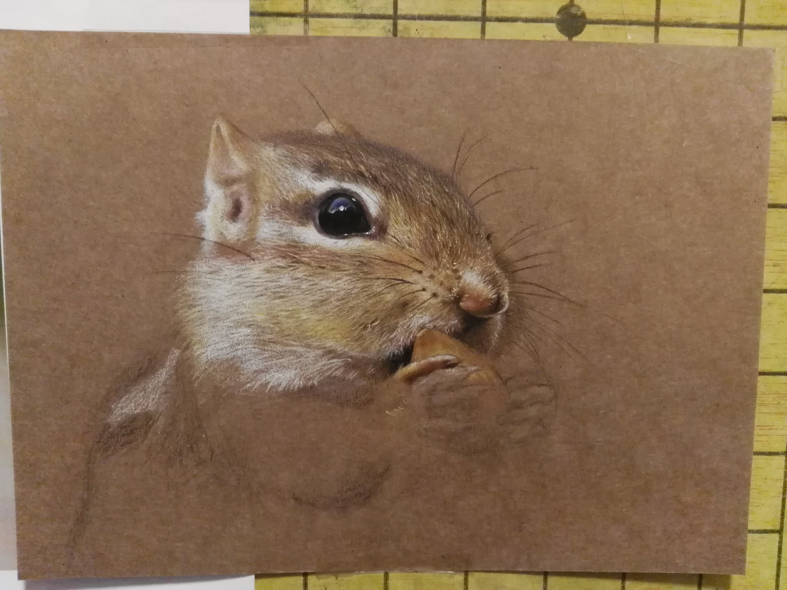 牛皮纸彩铅 花栗鼠_天使心小秋-站酷zcool