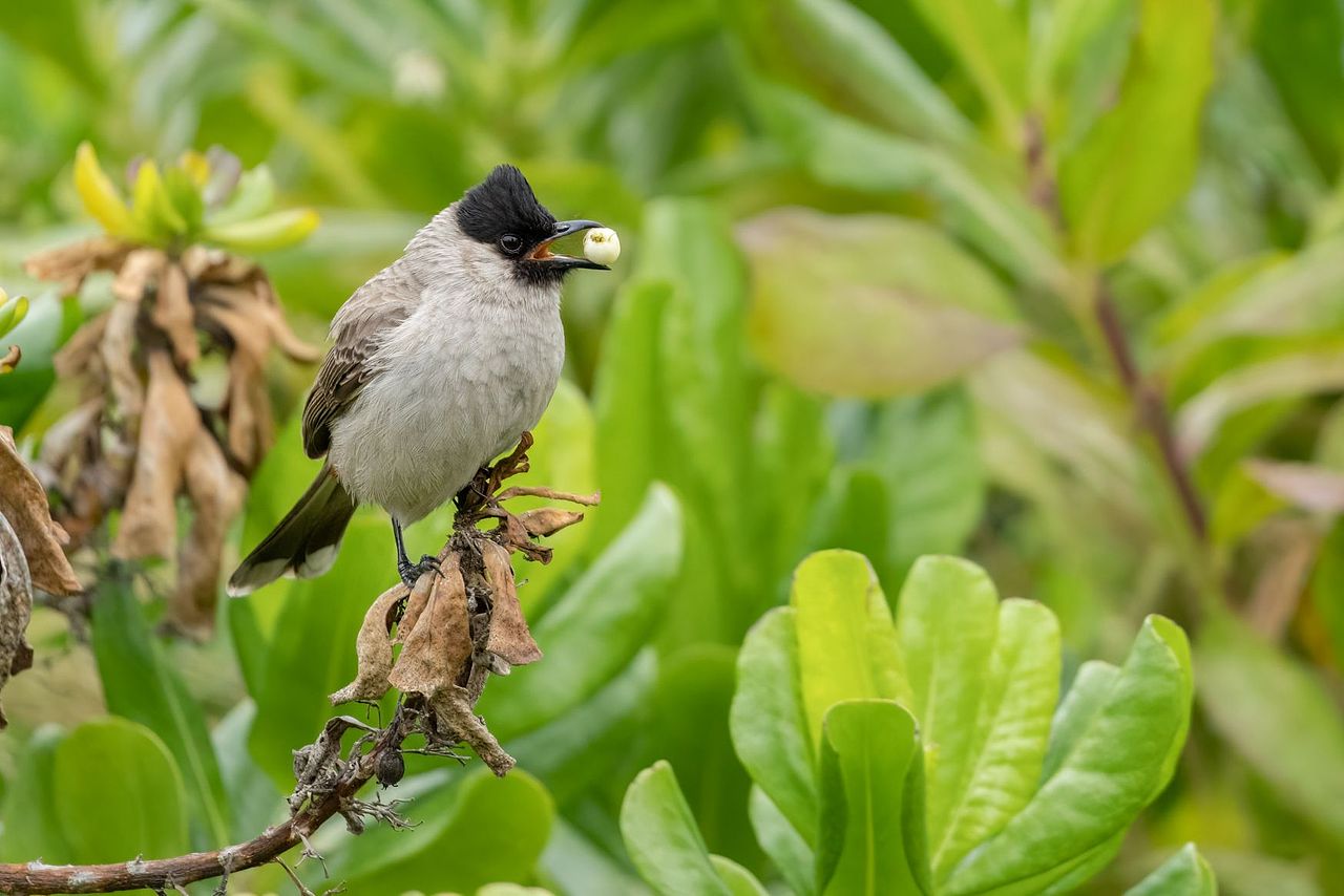 感悟自然·年度观鸟精华