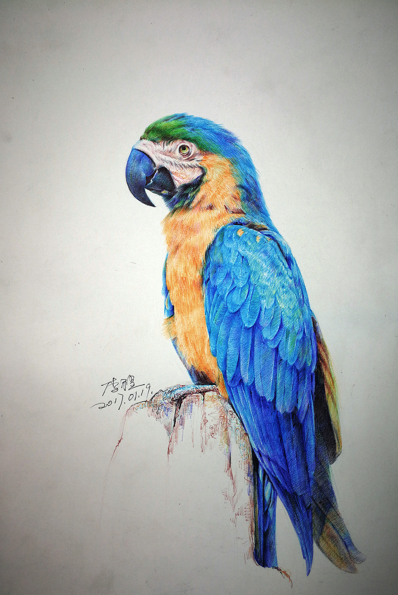 圆珠笔画鹦鹉
