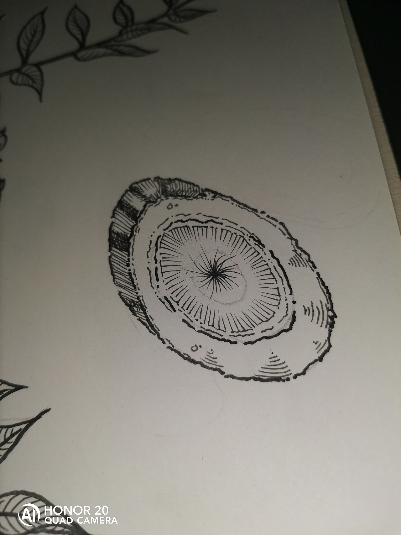 中草药纯手绘板绘葛根