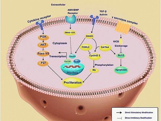 医学信号通路图