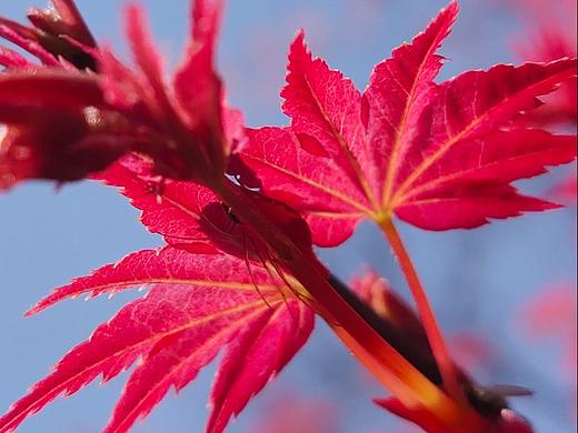 枫叶，屏保，背景