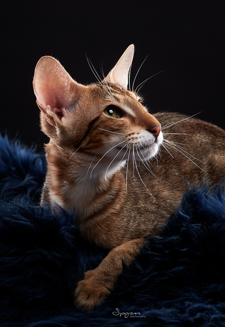 东方短毛猫天津影棚拍摄九月