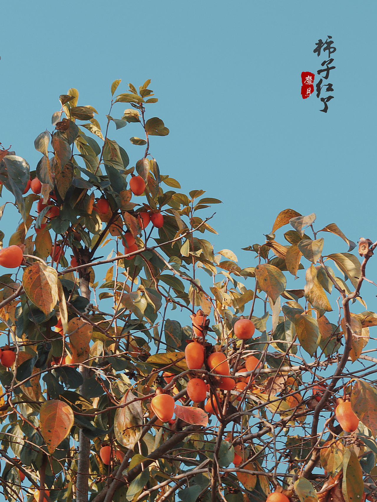 我所有摄影图片