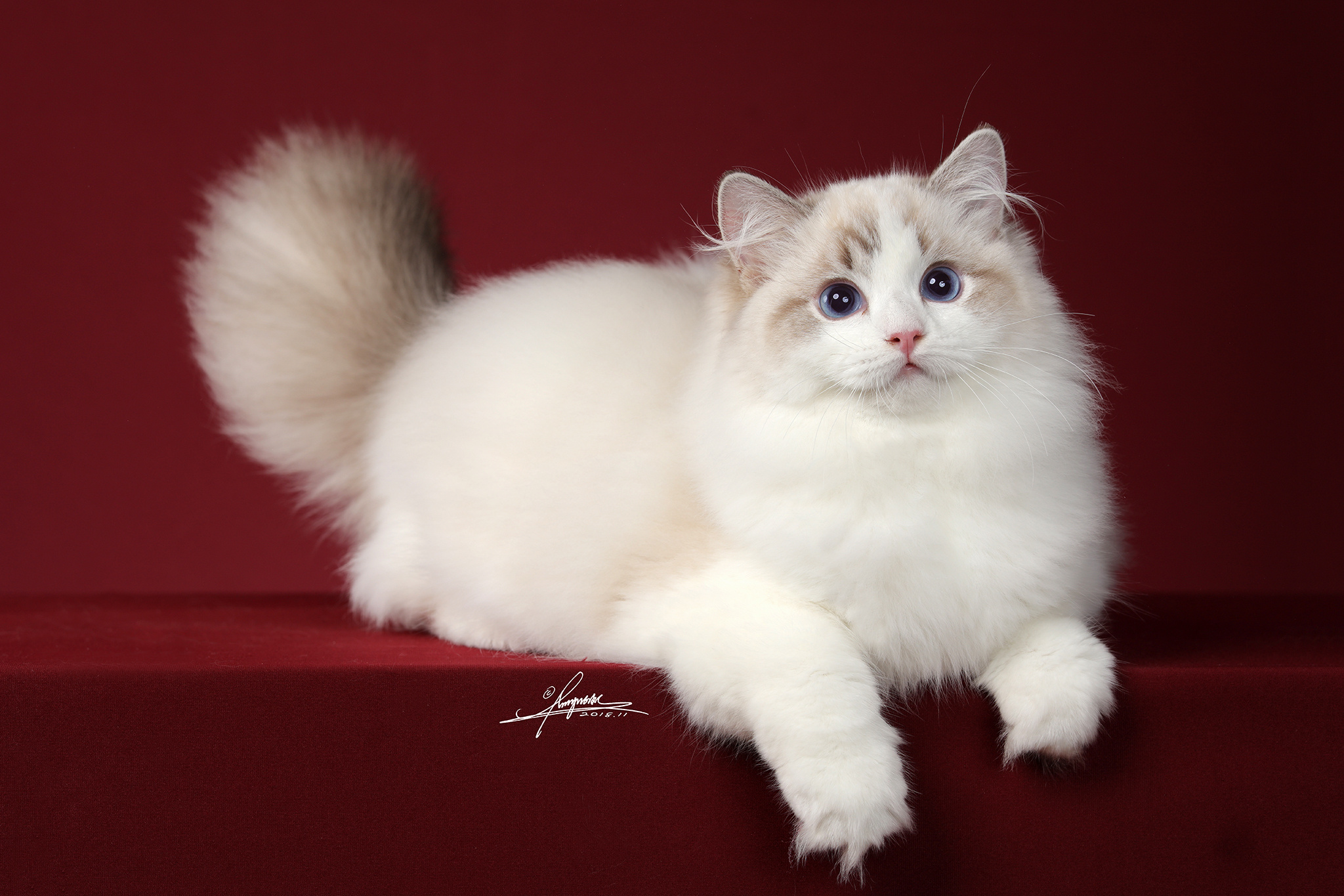 白色的布偶猫高清图片下载-正版图片600379161-摄图网
