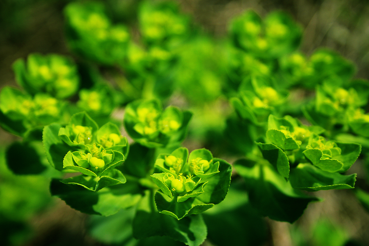 踏青（图ZODkxMDQ3Ng==） - 风光摄影 - 站酷设计师言不甩原创素材 - 站酷ZCOOL