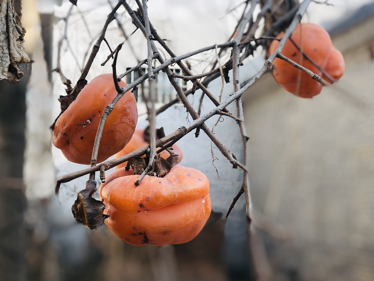故乡冬季的柿子树